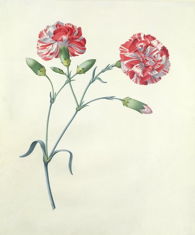 Cravo de Georg Dionysius Ehret